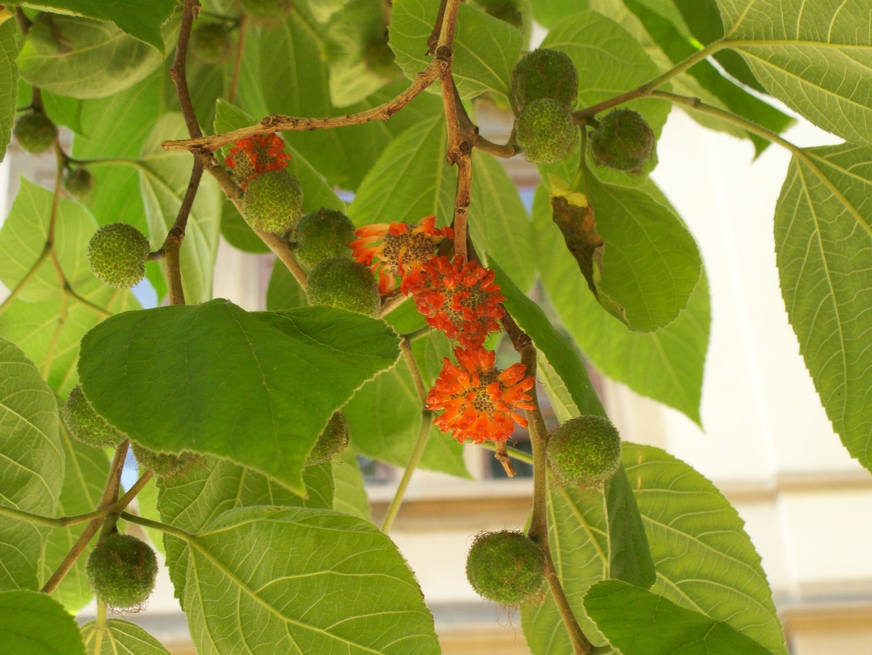 Paper mulberry flowers 2
