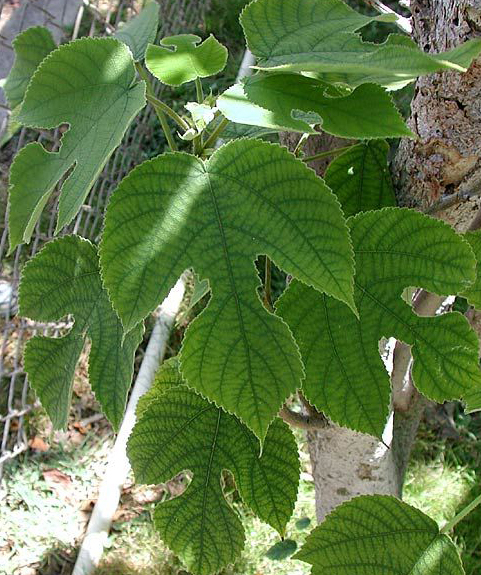 Paper mulberry leaf