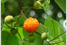 Paper mulberry 3