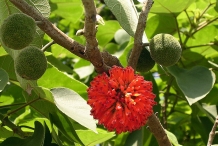 Paper mulberry 5