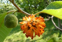 Paper mulberry 7
