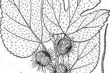 Paper mulberry drawing 2