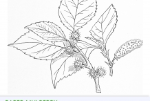 Paper mulberry drawing