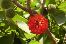 Paper mulberry flower and fruits