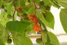 Paper mulberry flowers 2