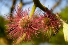 Paper mulberry flowers 3