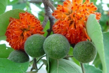 Paper mulberry flowers and fruits