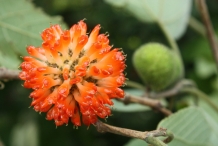 Paper mulberry