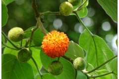 Paper mulberry 3
