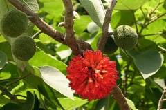 Paper mulberry 5