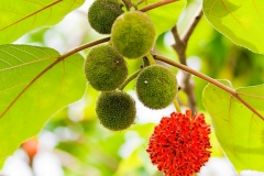 Paper mulberry 6