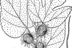 Paper mulberry drawing 2