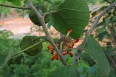 Paper mulberry flower