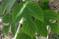 Paper mulberry leaf