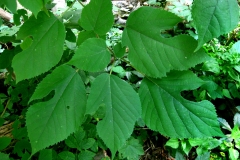 Broussonetia papyrifera - Paper Mulberry