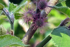 Paper mulberry young flowers