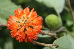 Paper mulberry