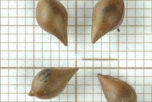 Closer-view-of-seeds-of-Paperbush