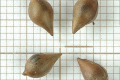 Closer-view-of-seeds-of-Paperbush