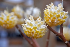 Flowers-of-Paperbush