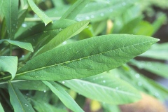 Leaves-of-Paperbush