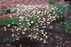 Paperbush-Plant-Habit-in-early-spring