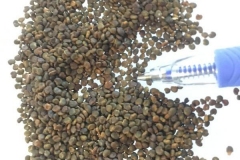 Seeds-of-Paperbush