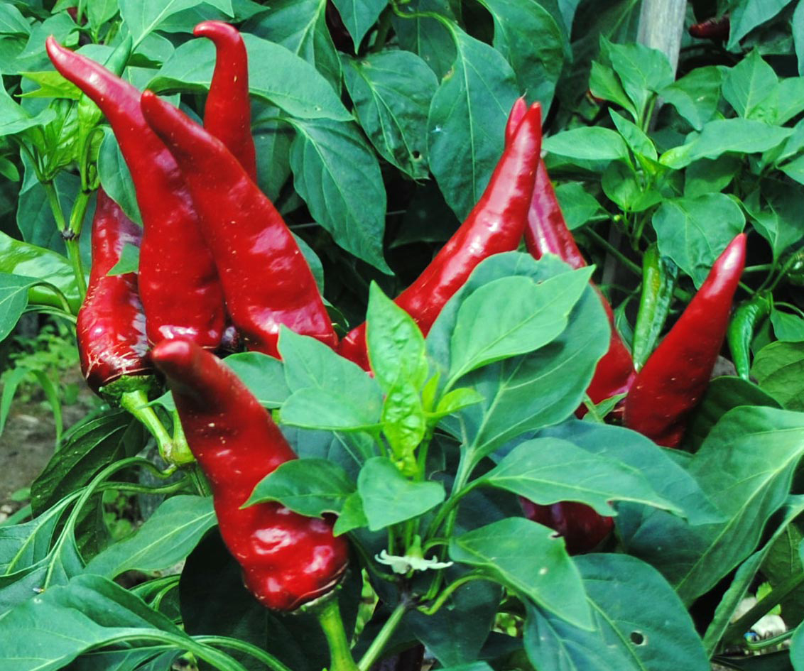 case study 1 fruit production in paprika peppers answer key