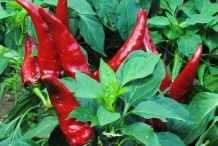Close-view-of-Paprika