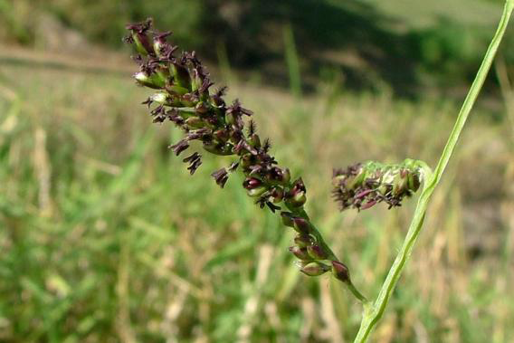 Flower-spikelets-of-Paragrass