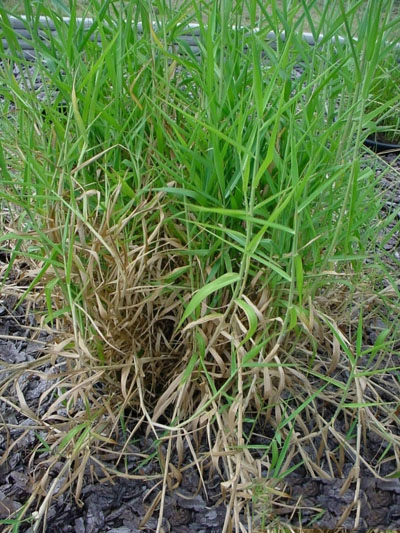 Paragrass-plant