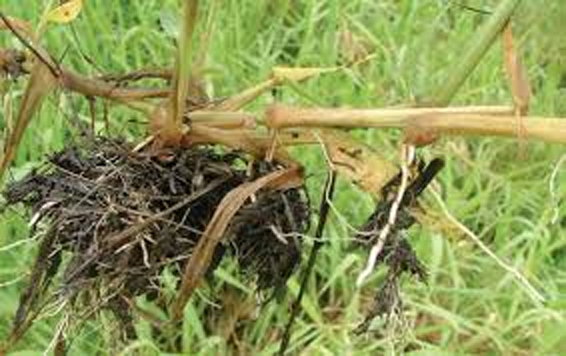 Roots-of-Para-grass