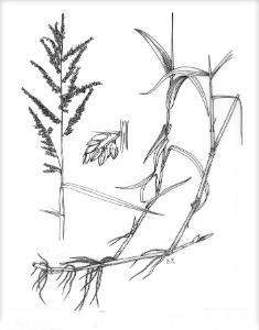 Sketch-of-Paragrass