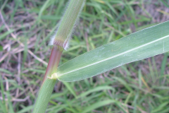 Closer-view-of-Stem-of-Paragrass-1