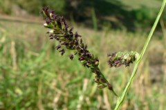 Flower-spikelets-of-Paragrass