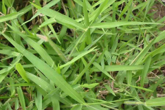 Leaves-of-Paragrass