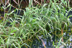 Paragrass-growing-in-water