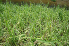 Paragrass-growing-wild