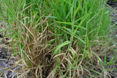 Paragrass-plant