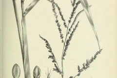 Plant-Illustration-of-Paragrass