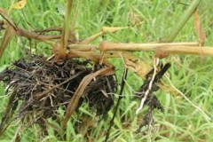Roots-of-Para-grass