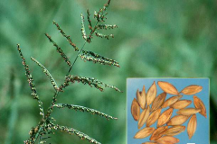 Seed-heads-of-Paragrass
