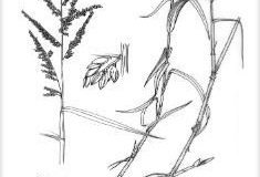 Sketch-of-Paragrass