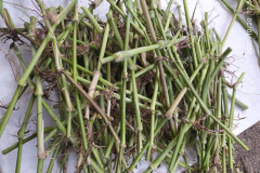 Stems-of-Paragrass