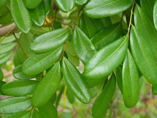 Closer-View-of-Leaves-of-Paradise-tree