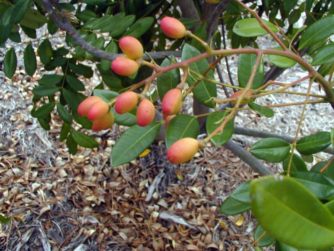 Ripening-fruits-of-Paradise-tree