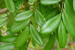Closer-View-of-Leaves-of-Paradise-tree