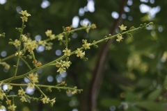 Flowers-of-Paradise-tree