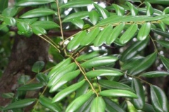 Leaves-of-Paradise-tree