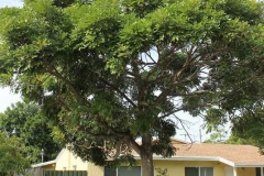 Paradise-Tree